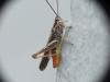 Chorthippus brunneus brunneus